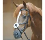 Uzda Kavalkade Diandro