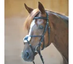 Uzda Kavalkade Carlos