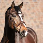 Uzda Kavalkade Everyday.