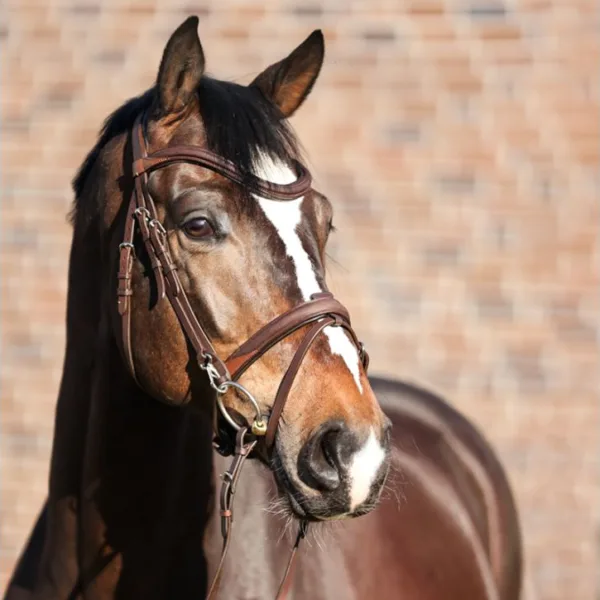 Uzda Kavalkade Everyday.