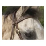 Western uzda Westride Colorado - slika 2