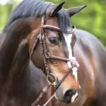 Uzda Kavalkade Proline-Diego