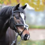 Uzda Kavalkade Proline-Diego - slika 3