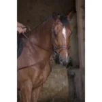 Elastične križne pomožne vajeti Norton Pro - slika 3