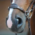 Uzda Kavalkade Levana - slika 2