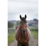 Vrvična oglavka + vajeti Norton Ethological - slika 3