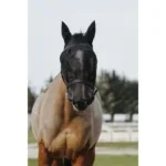 Oglavka z masko proti mrčesu Equitheme - slika 3