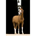 Zaščita za nosnik E-T Teddy - slika 5