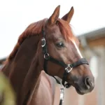 Oglavka Kavalkade Classic Simple - slika 4