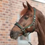 Oglavka Kavalkade Classic Simple - slika 2