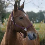 Oglavka za konja E-T Spring - slika 3