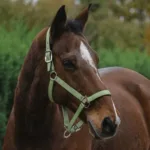 Oglavka za konja E-T Spring - slika 7