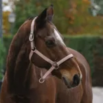 Oglavka za konja E-T Spring