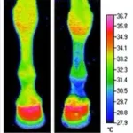 Nogavice Equi'n'ice - hladilne - slika 2