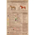 Hrana za konje Tisočeri Musli Nova Era - Slika 7