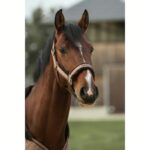 Oglavka Back on Track Haze - slika 4