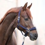 Ular Kavalkade Classic Simple