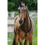 Jahaći obruč Norton Ethological Soft - Slika 2