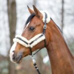 Ular Kavalkade Marvellous