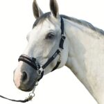 Oglavka Eskadron Control Sliding Pin Buckle Basic