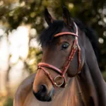 Uzda Kavalkade Robin - slika 6