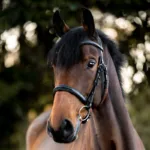 Uzda Kavalkade Robin - slika 7