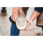 Glina za kopita Ravene - slika 2