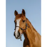 Vrvična oglavka Norton Glim Gold