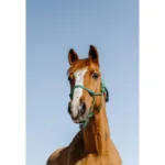 Vrvična oglavka Norton Glim Silver