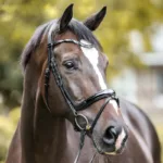 Uzda Kavalkade Ivana